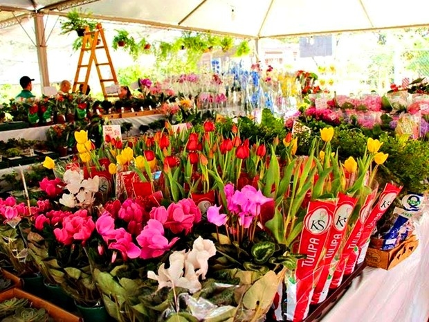 Resultado de imagem para Festival de Flores de Holambra reÃºne 150 espÃ©cies de plantas para exposiÃ§Ã£o e venda