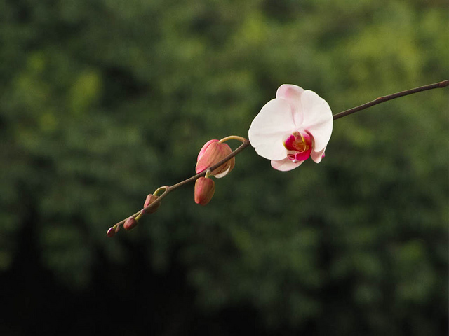 Orquidea