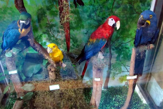 museu1