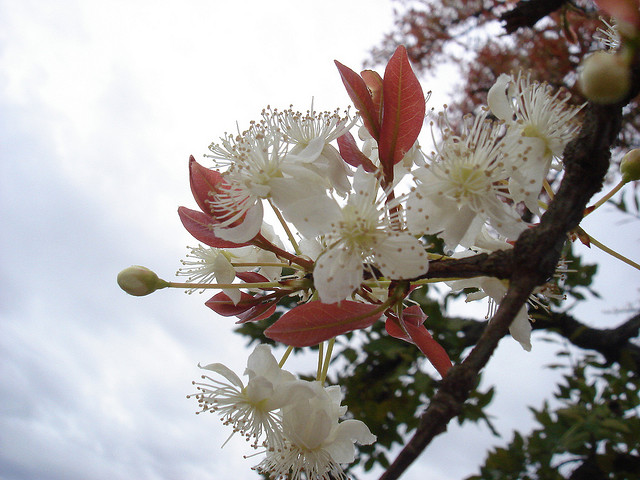 Flor