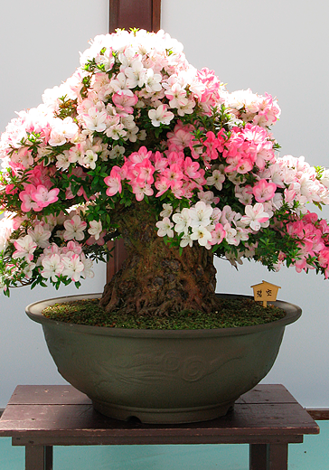 rododendro