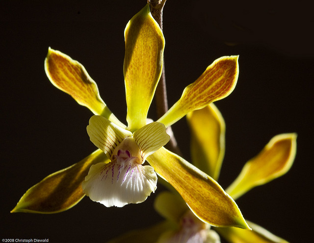 Orquidea