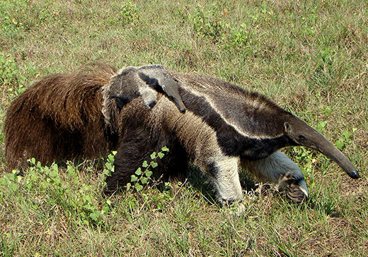 tamandua