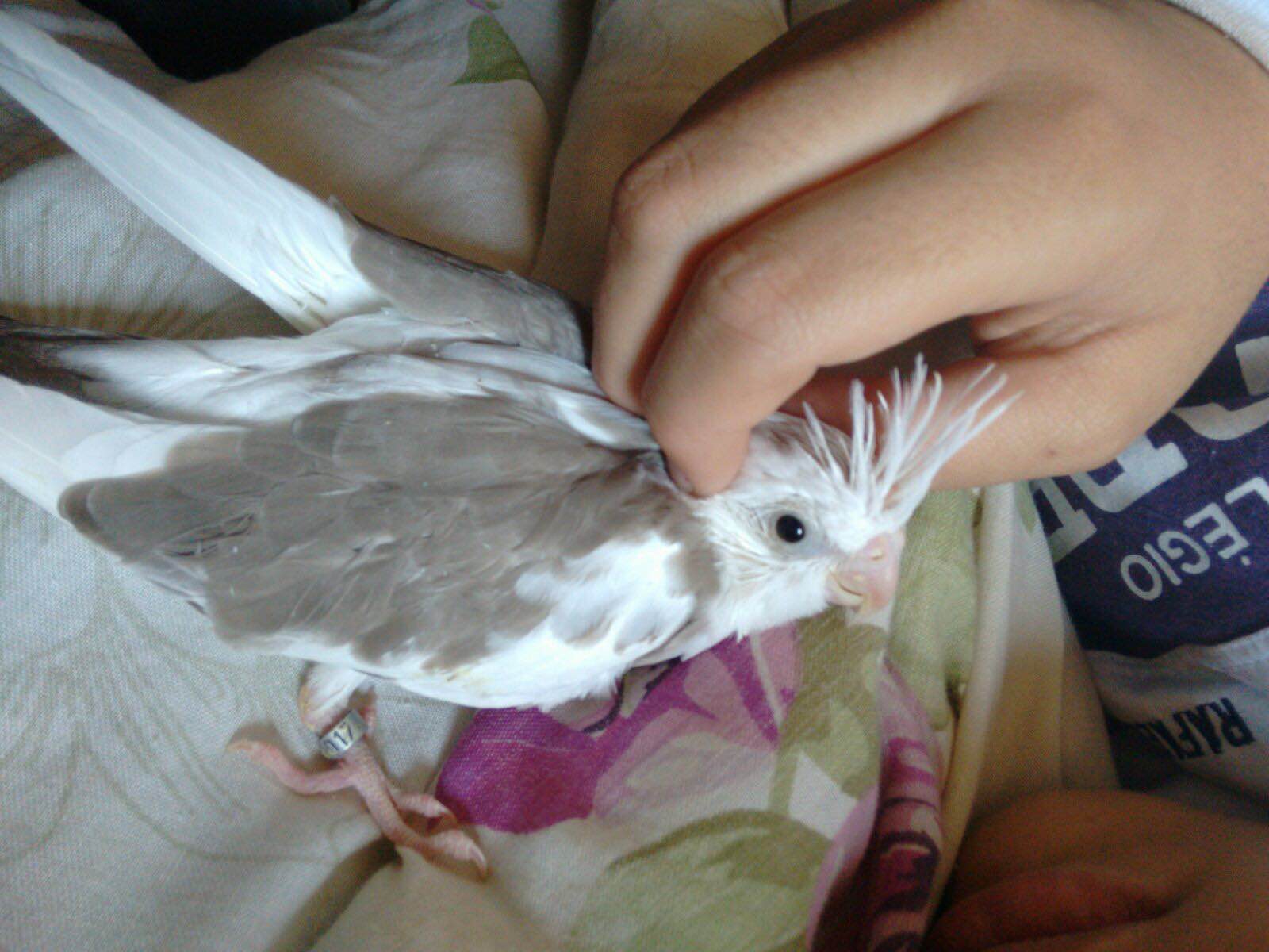 calopsita