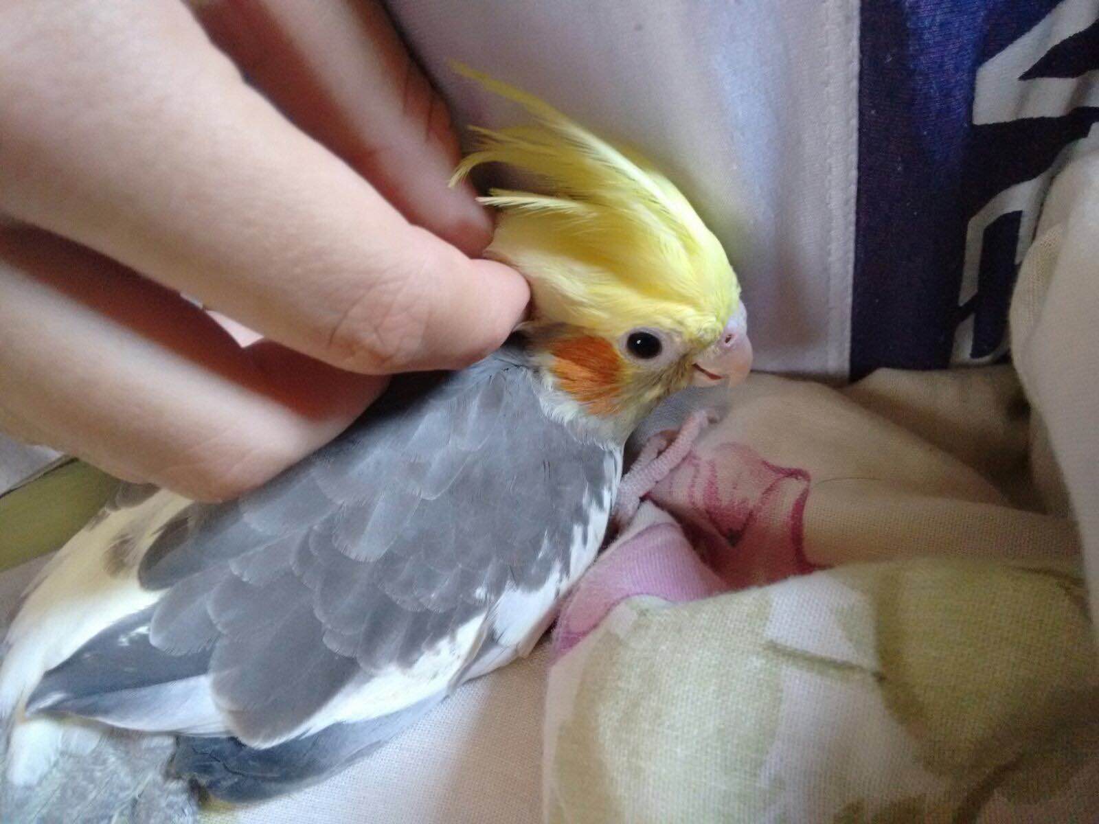 calopsita