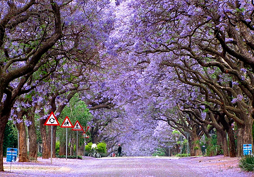 jacaranda
