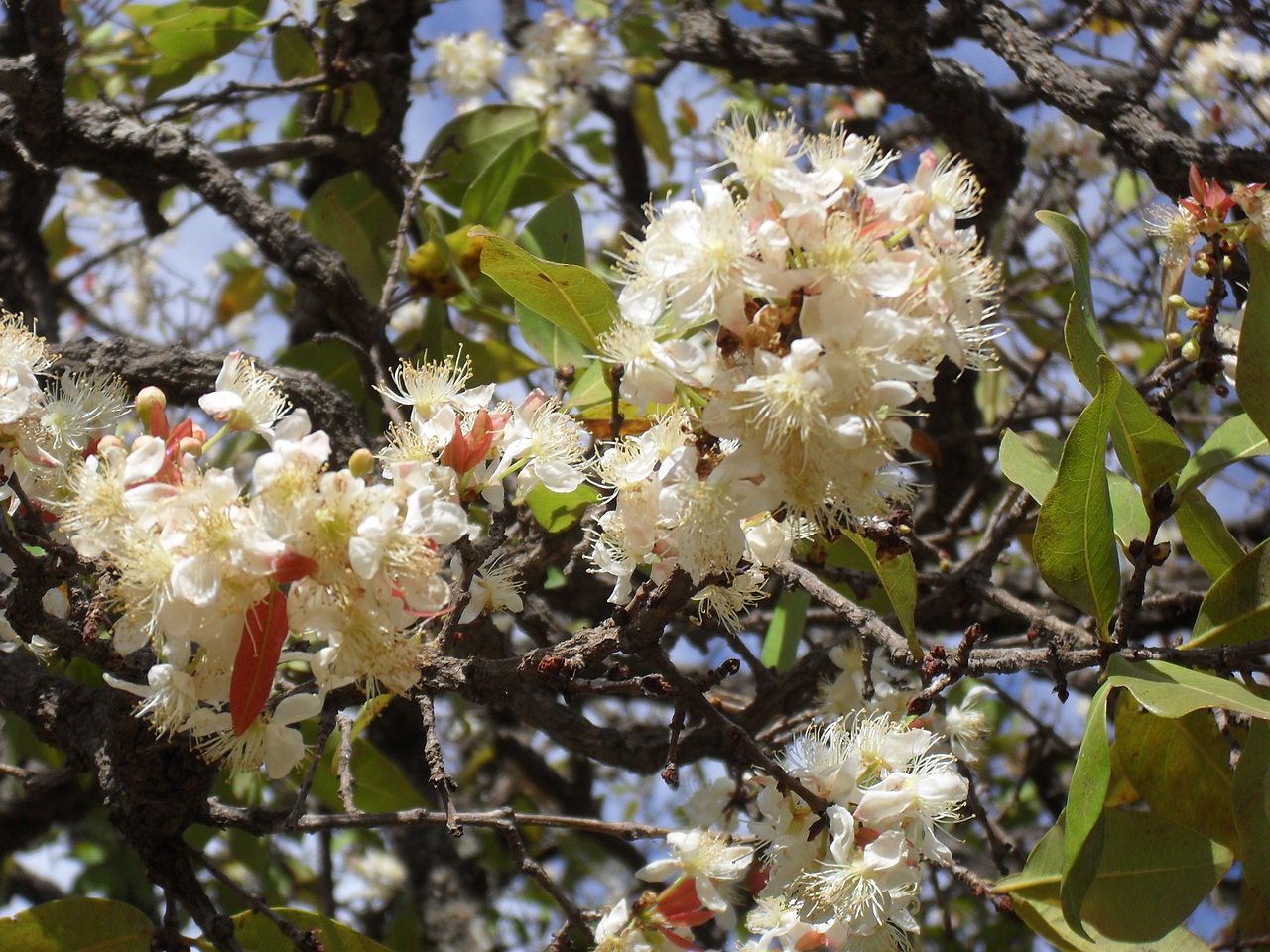 Flor