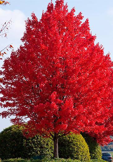 maple