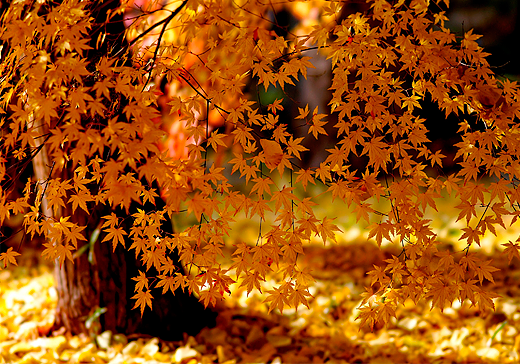 maple
