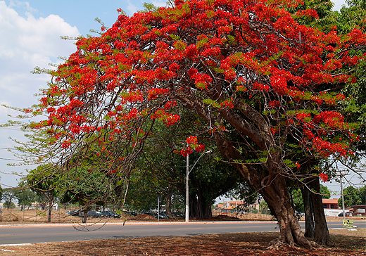 flamboyant