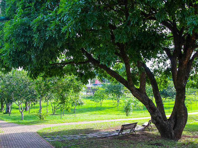 Parque