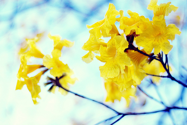 Flor