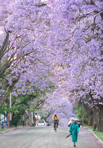 jacaranda