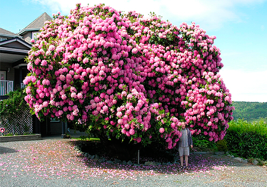 rododendro