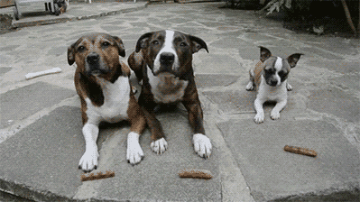 0a00daa24d0b563db67583096b23a741.gif