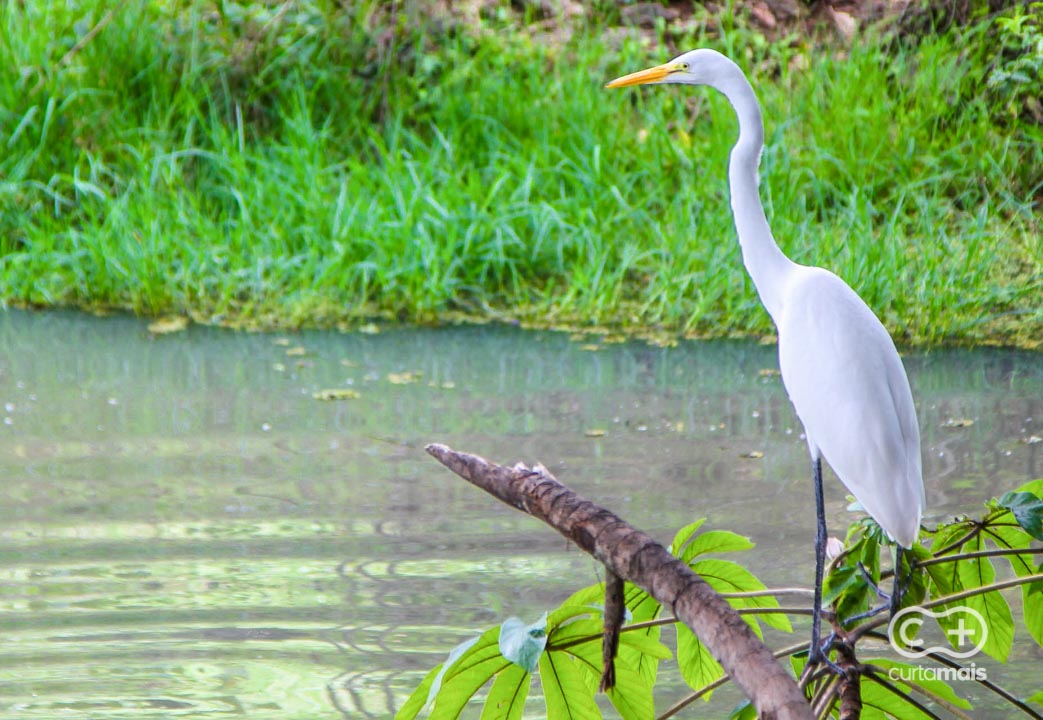 Parque