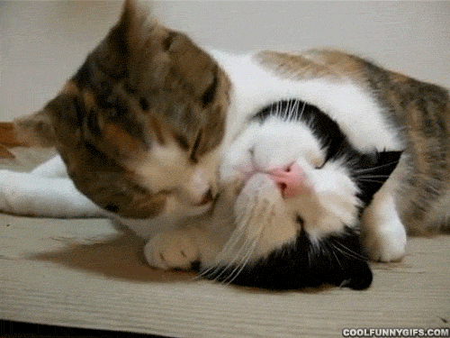 Por Que Os Gatos S o Seres Incr veis Essas 38 Curiosidades Sobre Os por-que-os-gatos-s-o-seres-incr-veis-essas-38-curiosidades-sobre-os